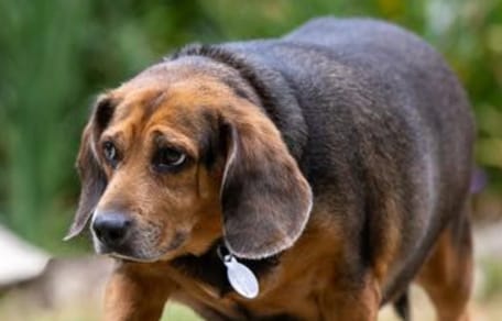 Un Beagle en surpoids