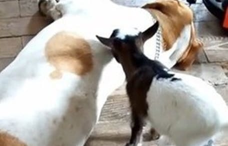 Een beagle en een geit