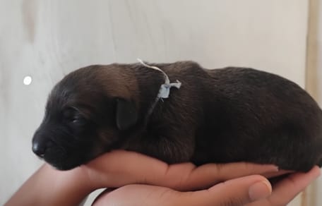 Een verlaten puppy