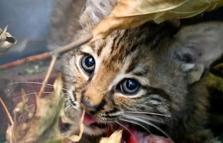 En voyant le chaton arriver, les bénévoles du refuge sont stupéfaits (Vidéo)
