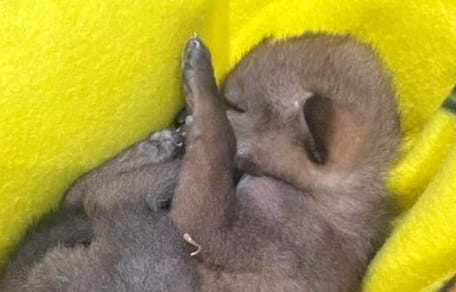 Ein am Straßenrand gefundenes Tierbaby