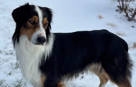 An abandoned Australian Shepherd