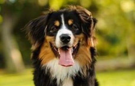 un berger australien souriant