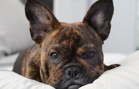 Un Bulldog Francese