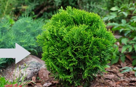 Un buisson dans un jardin