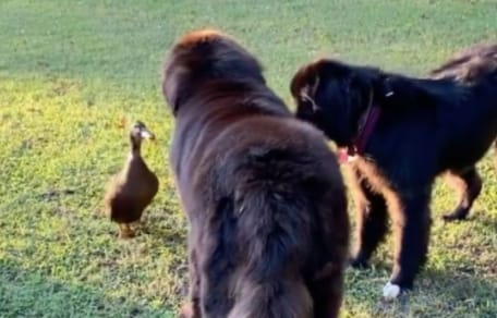 A duck and two dogs