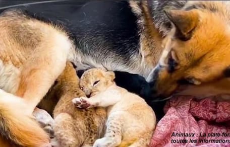 Leona rechaza a sus cachorros