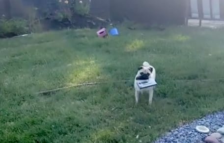 Ein Mops im heimischen Garten