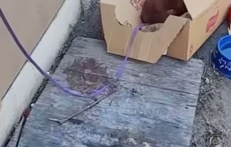 Un carton