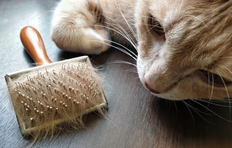Un chat à côté d'une brosse