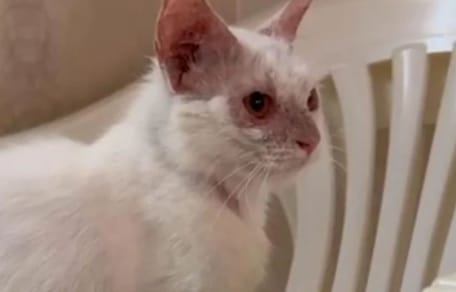 Un chat abandonné
