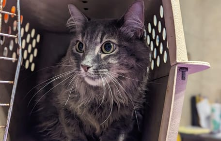 Les bénévoles arrivent au refuge et trouvent des chats recroquevillés dans une cage avec un mot déchirant