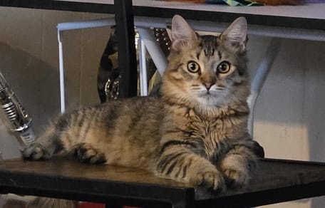 Ein Kater liegt in einer Küche