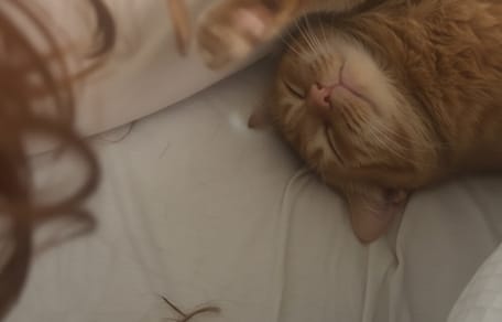 Eine Katze liegt auf einem Bett neben einem Büschel Haare