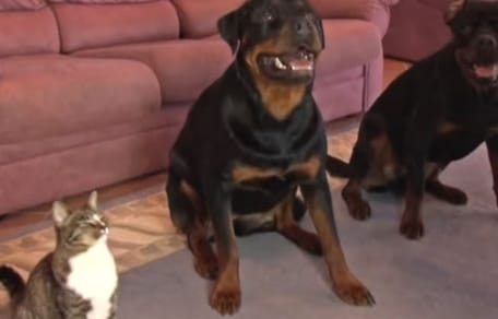 Man geeft zijn twee enorme Rottweilers een commando: de reactie van de kat ernaast verbaast het internet