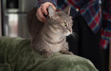 Un chat assis sur un canapé