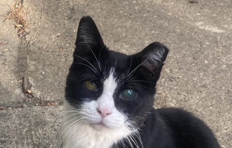 Un chat au regard voilé