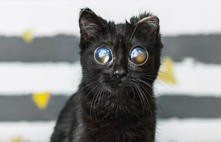 Un chat aux yeux énormes