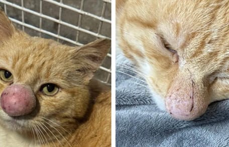 Un chat avec un nez énorme Cryptococcose