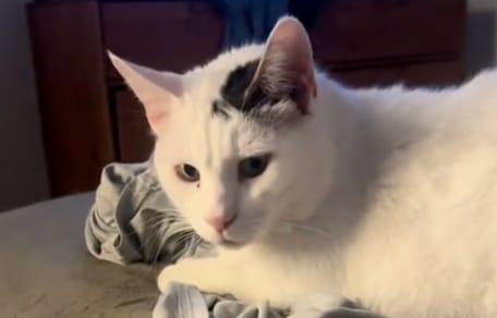 Un chat blanc allongé
