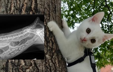 Un chat blanc dans un arbre