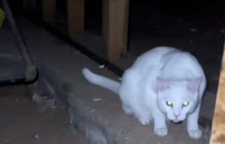 Un chat blanc dans une cave