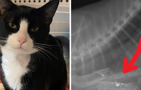 Un chat blessé par balles