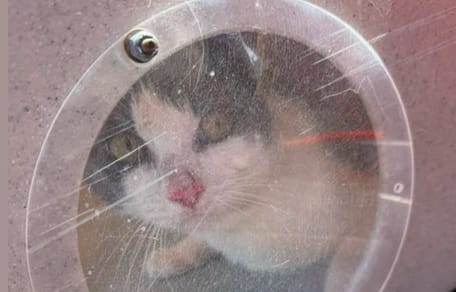 Een kat die zich verstopt op een boot