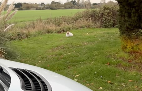 A cat sitting in the grass