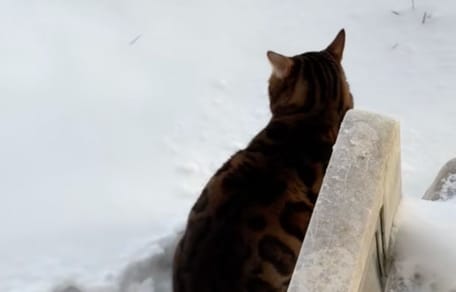 Un gato en la nieve
