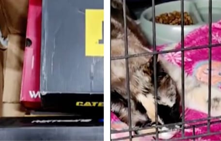 Video. Coppia spedisce per errore il proprio gatto in una scatola di Amazon: arriva 6 giorni dopo