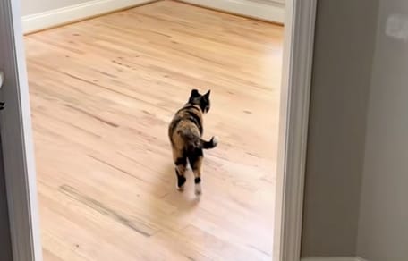 Un chat dans une maison vide