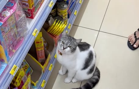 Eine Katze in einem Supermarkt