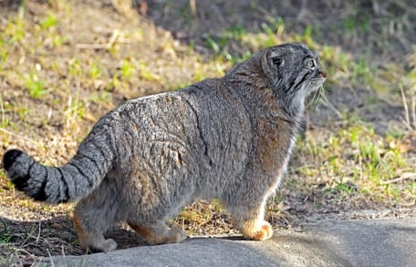 Un chat de Pallas dans la montagne