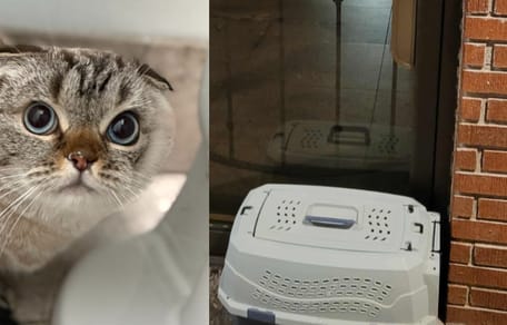 Un gato de raza Scottish Fold abandonado delante de un refugio