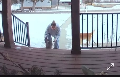 A cat returning home, filmed by a security camera