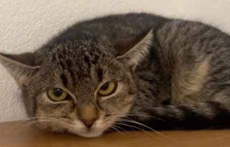 Un chat de sauvetage triste