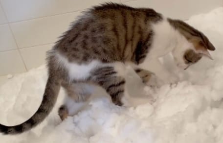 Gatto domestico scopre la neve per la prima volta: la sua reazione conquista il web