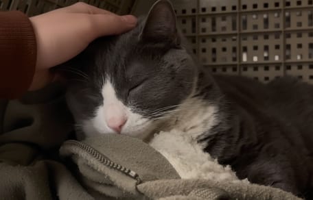 Un chat déposé dans un refuge dans sa cage le temps que son maitre est à l'hôpital