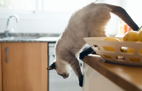 Un chat descend d'un meuble de cuisine
