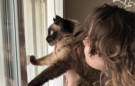 Eine Katze vor dem Fenster