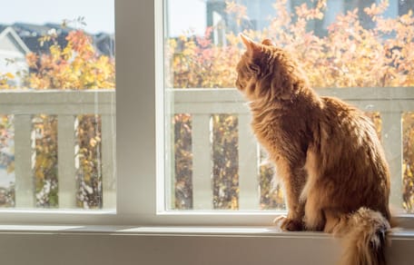 Een kat voor een raam