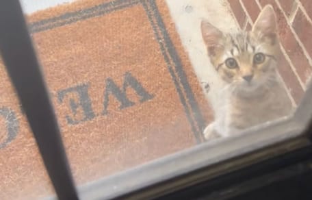 Un gatto davanti a una casa