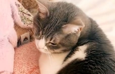 Un chat en hiver