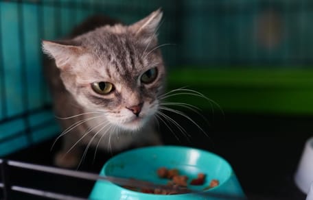 Après 5 jours seulement, ils ramènent le chat qu'ils viennent d'adopter au refuge pour un motif ahurissant