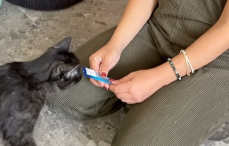 Un chat en train de manger FELIX® Deli Moments