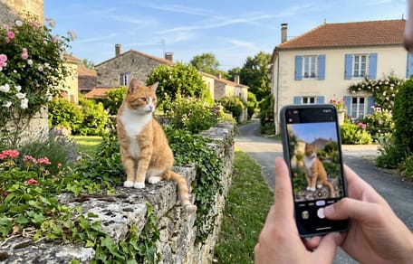 un chat en train de se faire photographier