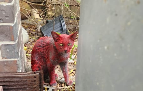 Un chat entièrement rouge