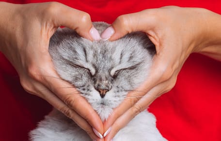 Un gatto circondato da affetto