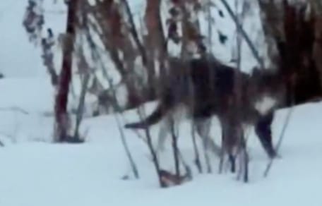 Un gato abandonado en la nieve